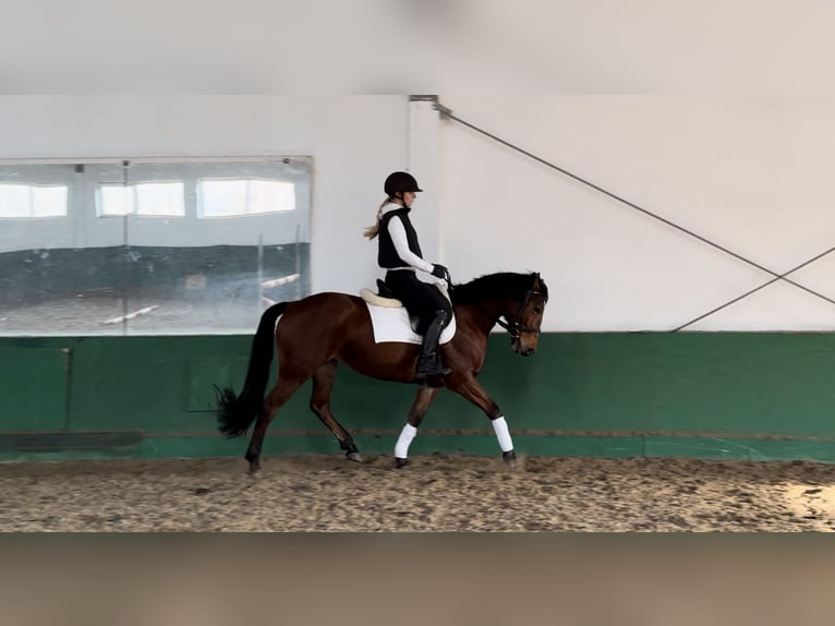 Polish riding pony Mare 8 years 14,1 hh Bay in Warszawa