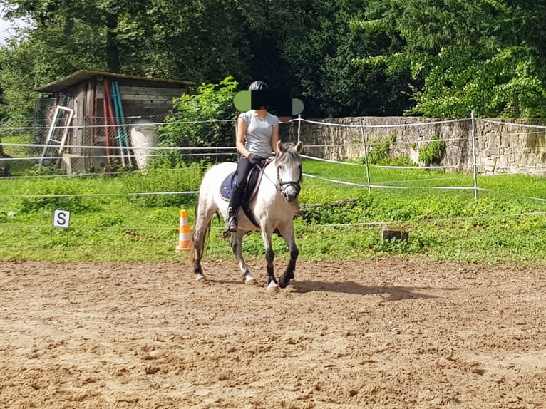 Polish riding pony Mix Mare 9 years 12,2 hh Gray in Niederroßla