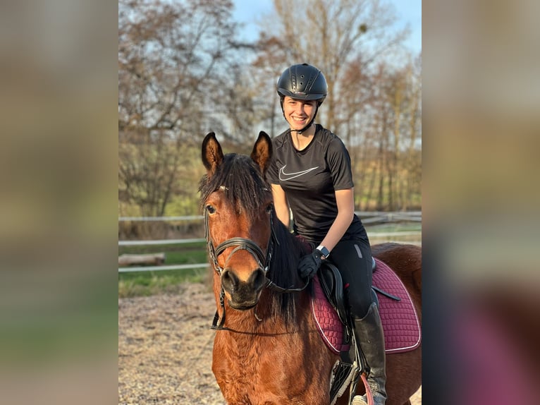 Polish riding pony Mare 9 years 14.2 hh Brown in Elztal