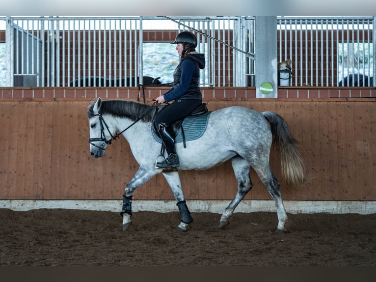 Polish riding pony Mix Mare 9 years 14 hh Gray in Bochum