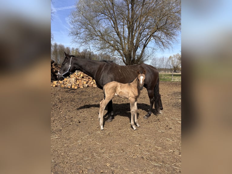 Polish riding pony Mare  14,1 hh Buckskin in Trzciel