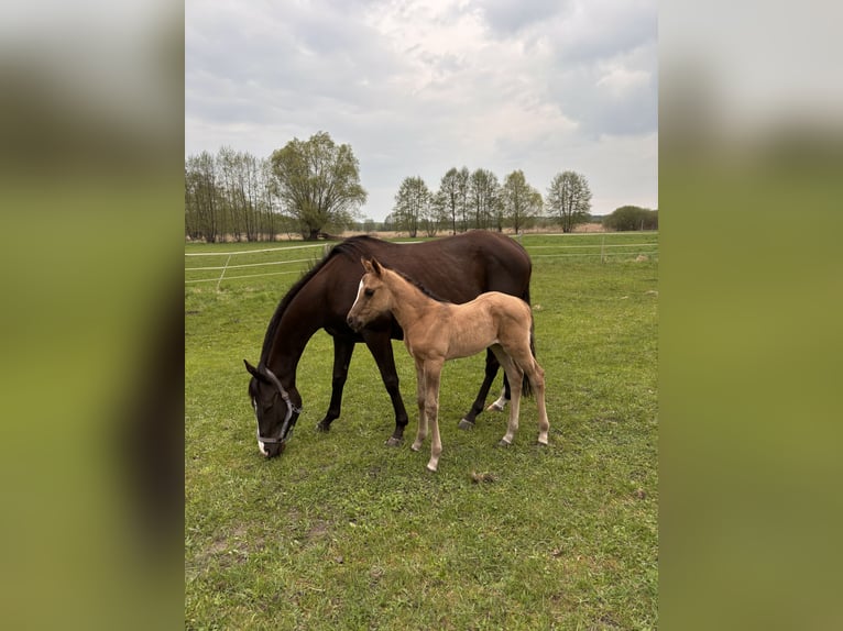 Polish riding pony Mare  14,1 hh Buckskin in Trzciel
