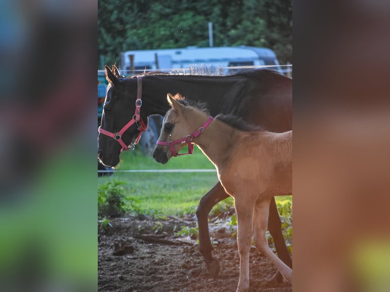 Polish riding pony Mare  14,1 hh Buckskin in Trzciel