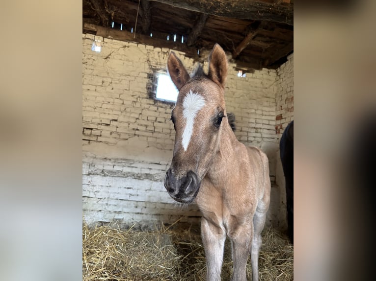Polish riding pony Mare  14,1 hh Buckskin in Trzciel