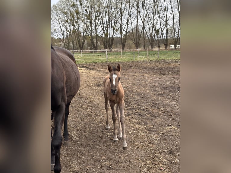 Polish riding pony Mare  14,1 hh Buckskin in Trzciel