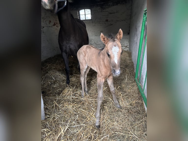 Polish riding pony Mare  14,1 hh Buckskin in Trzciel