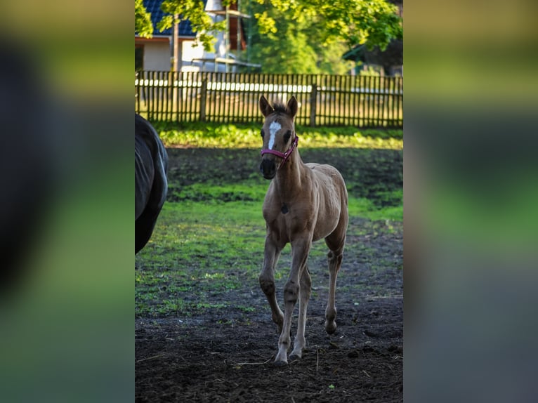 Polish riding pony Mare  14,1 hh Buckskin in Trzciel