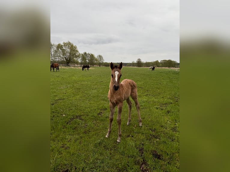 Polish riding pony Mare  14,1 hh Buckskin in Trzciel