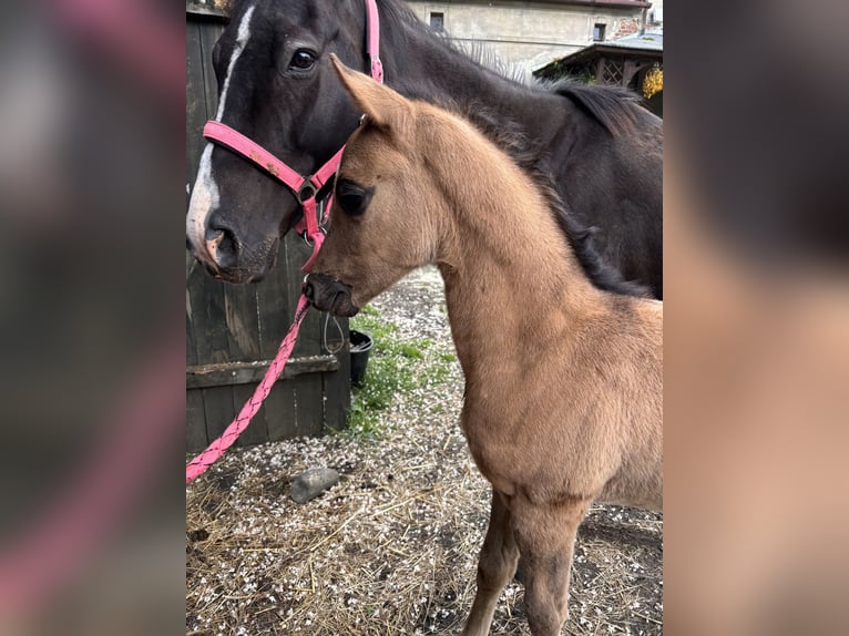 Polish riding pony Mare  14,1 hh Buckskin in Trzciel
