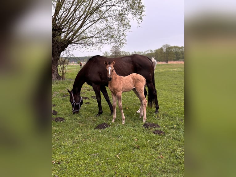 Polish riding pony Mare  14,1 hh Buckskin in Trzciel