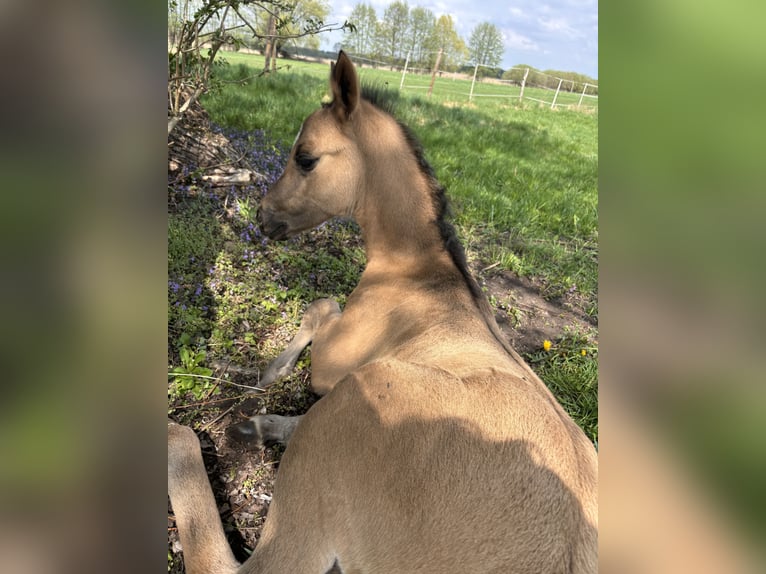 Polish riding pony Mare  14,1 hh Buckskin in Trzciel