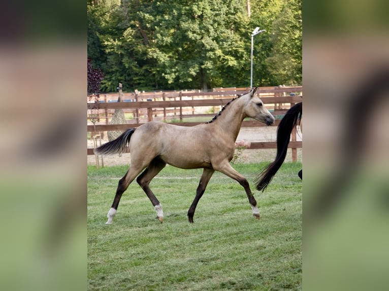 Polish riding pony Mare Foal (03/2025) 14,2 hh Buckskin in W&#x105;sowo