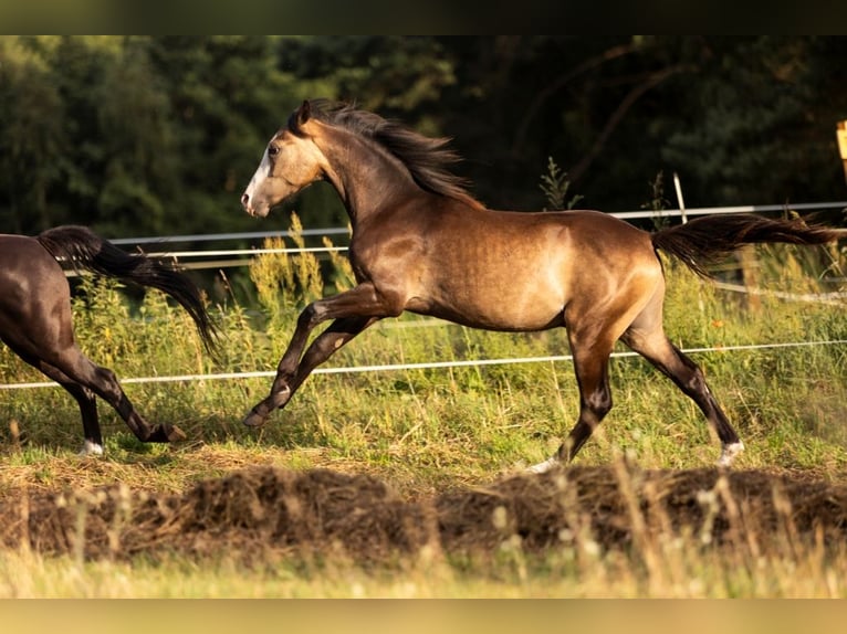 Polish riding pony Stallion 1 year 13,2 hh Buckskin in Gniezno