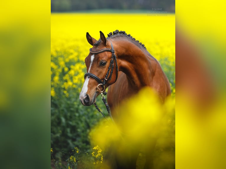 Polish riding pony Stallion 3 years 14,1 hh Brown in Opalenica