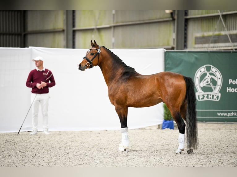 Polish riding pony Stallion 3 years 14,1 hh Brown in Opalenica