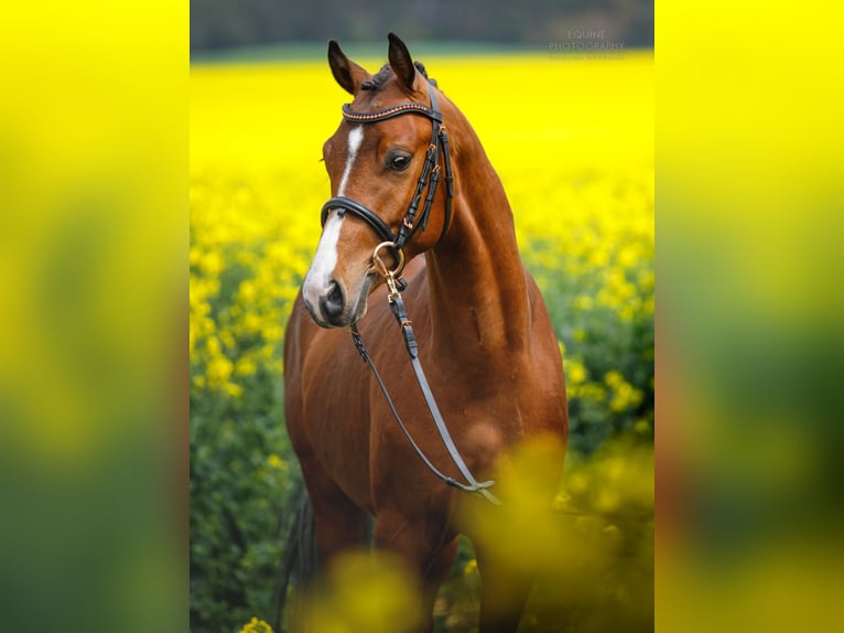 Polish riding pony Stallion 3 years 14,1 hh Brown in Opalenica