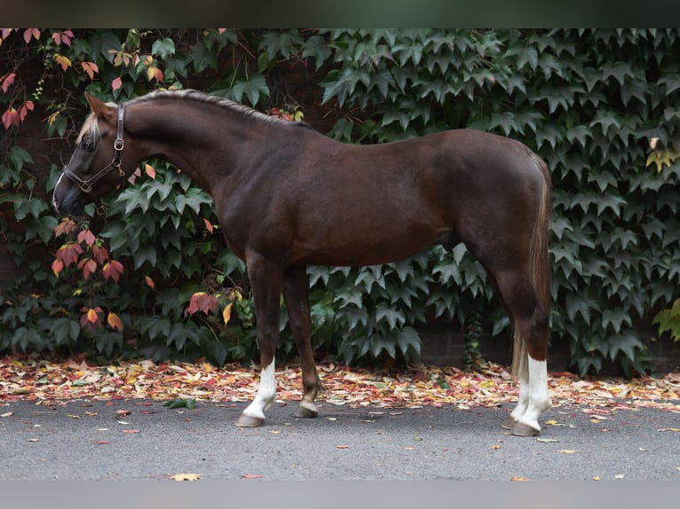 Polish riding pony Stallion 3 years 14,2 hh Chestnut in Gniezno
