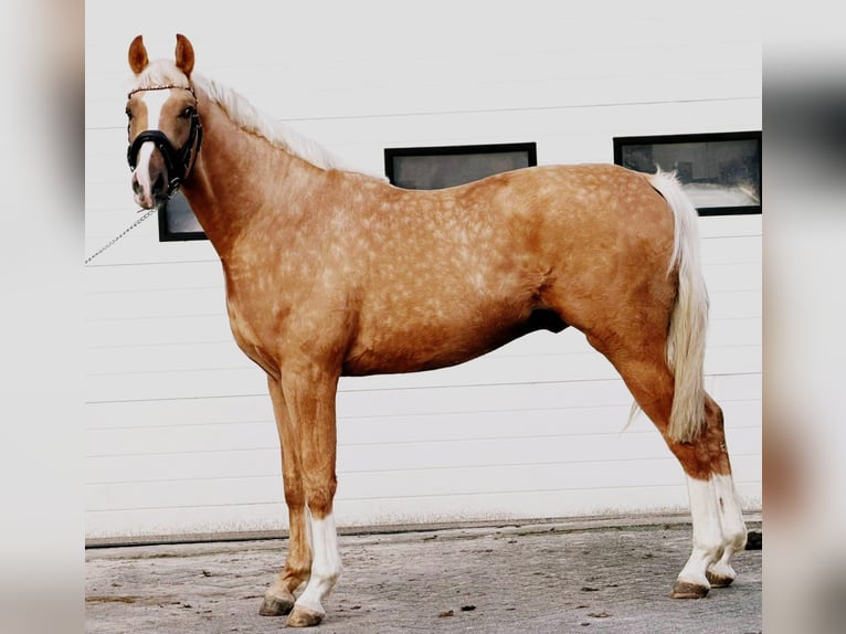 Polish riding pony Stallion 3 years 16,1 hh Palomino in Someren