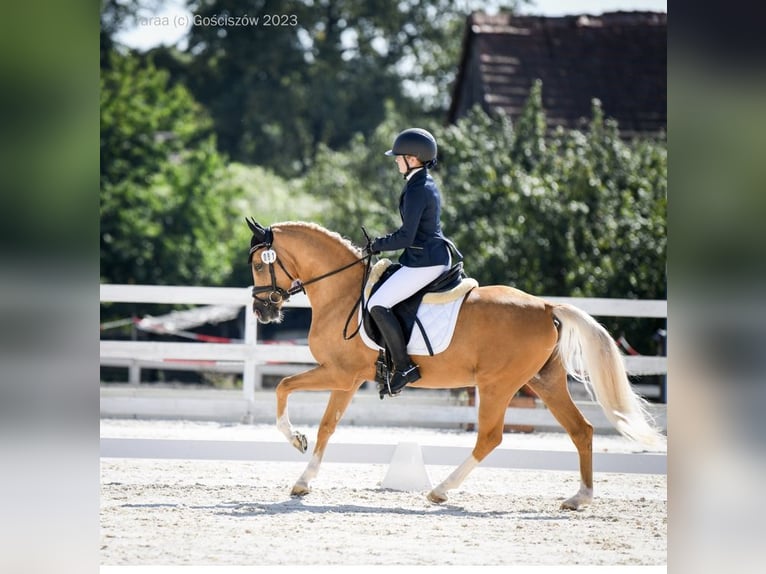 Polish riding pony Stallion 5 years 14,1 hh Palomino in Legnica