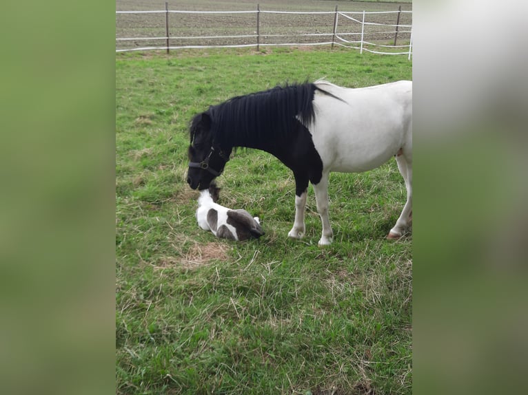 Polish riding pony Mix Stallion Foal (08/2024) 11 hh Pinto in Bad Saulgau-Bondorf