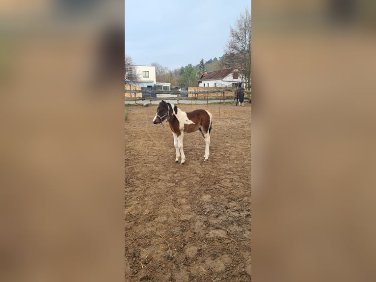 Polish riding pony Stallion Foal (03/2025) 14,1 hh Pinto in M&#xFC;cheln (Geiseltal)