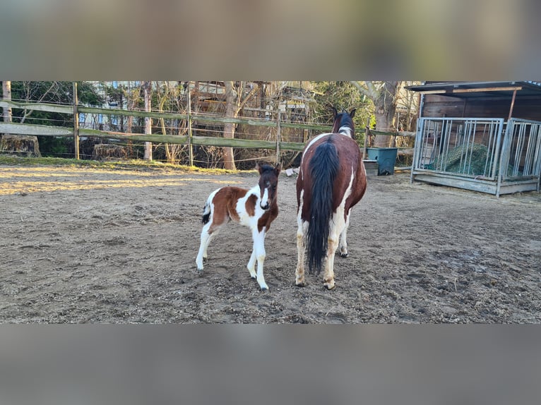 Polish riding pony Stallion Foal (03/2025) 14,1 hh Pinto in M&#xFC;cheln (Geiseltal)
