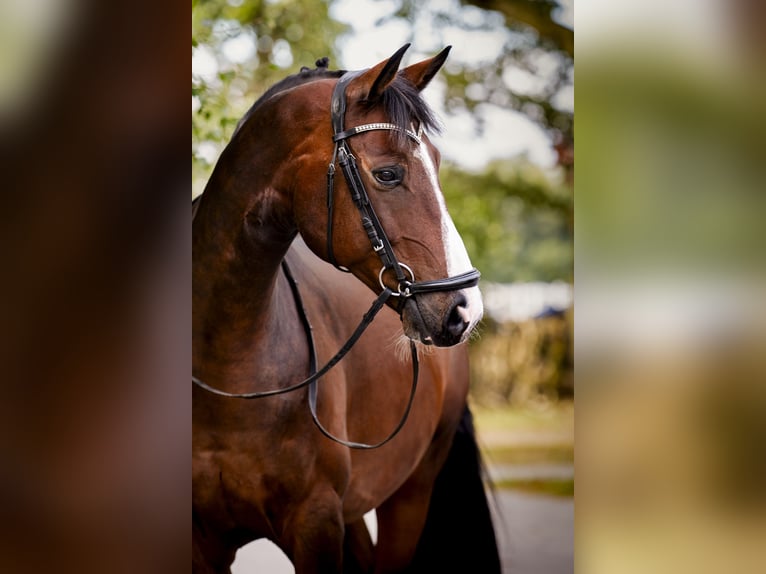 Polish sport horse Gelding 10 years 15,2 hh Brown in Łódź
