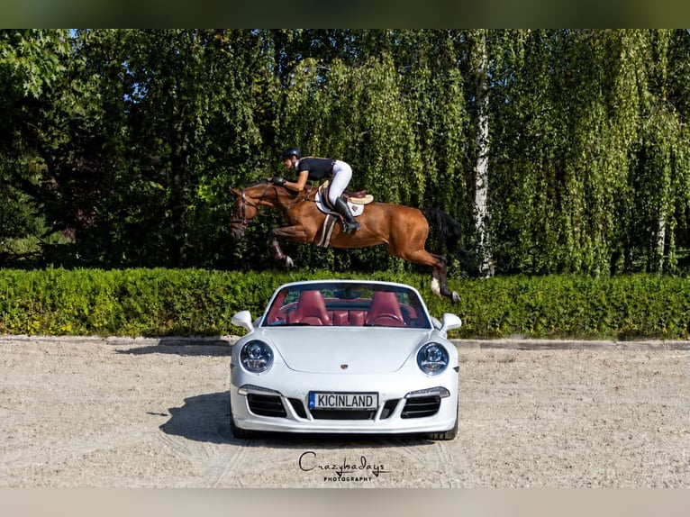 Polish sport horse Gelding 10 years 16.1 hh Brown in Koziegłowy