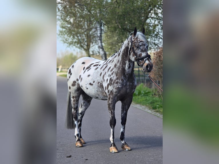 Polish sport horse Gelding 10 years 16.1 hh Leopard-Piebald in Someren