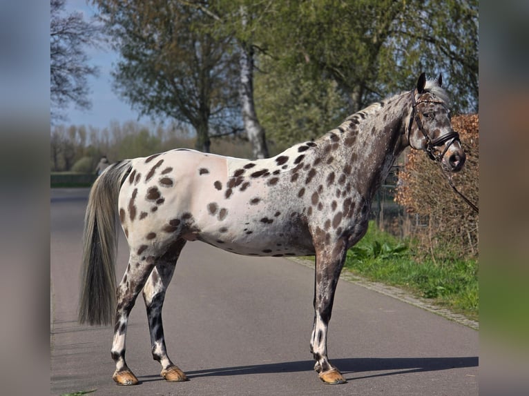 Polish sport horse Gelding 10 years 16,1 hh Leopard-Piebald in Someren