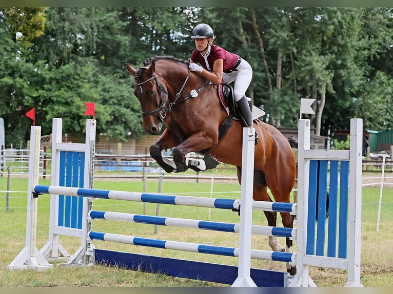 Polish sport horse Gelding 10 years 16,2 hh Brown in Berlin