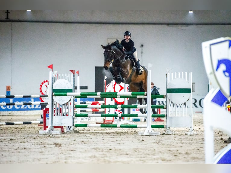 Polish sport horse Gelding 10 years 16,3 hh Bay-Dark in Lisówek