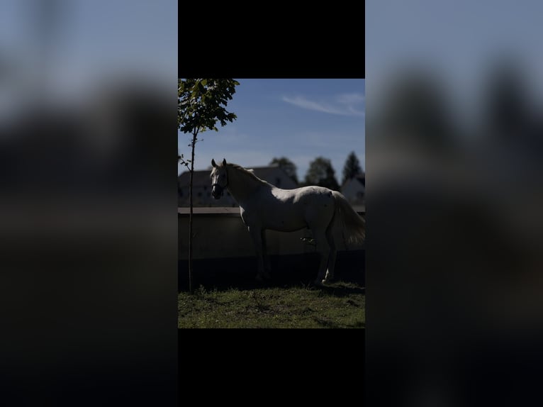 Polish sport horse Gelding 10 years 17.1 hh Grey-Fleabitten in Biała Podlaska