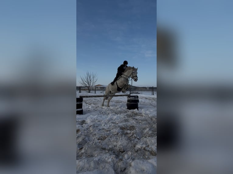 Polish sport horse Gelding 10 years 17 hh Leopard-Piebald in Biała Podlaska
