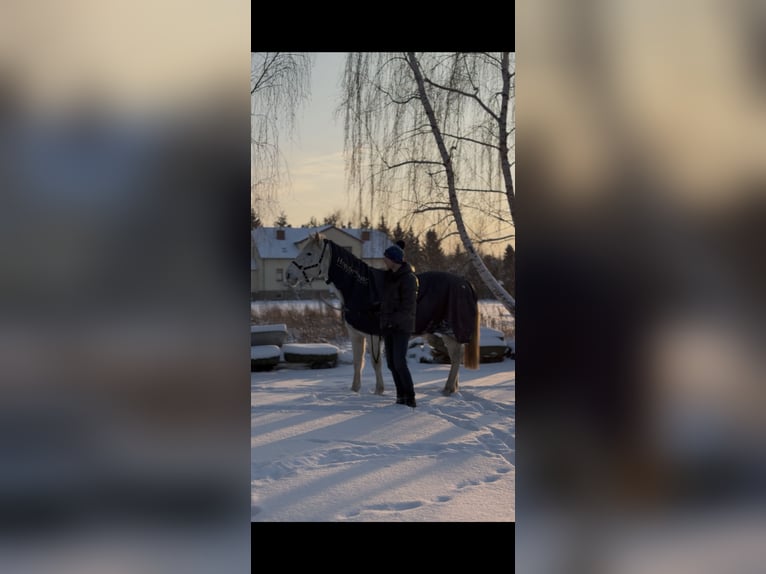 Polish sport horse Gelding 10 years 18 hh Leopard-Piebald in Biała Podlaska