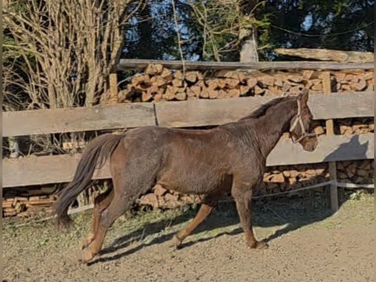 Polish sport horse Mix Gelding 11 years 14,2 hh Chestnut in Möggers