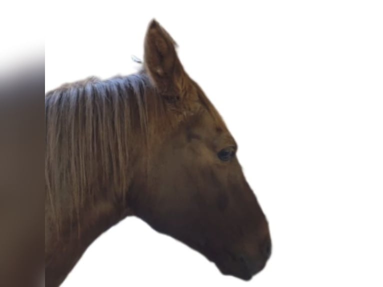 Polish sport horse Mix Gelding 11 years 14,2 hh Chestnut in Möggers