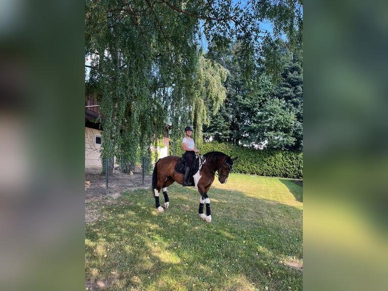Polish sport horse Gelding 11 years 15,2 hh Pinto in Hohenau