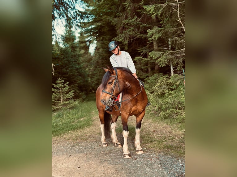 Polish sport horse Gelding 11 years 15,2 hh Pinto in Hohenau