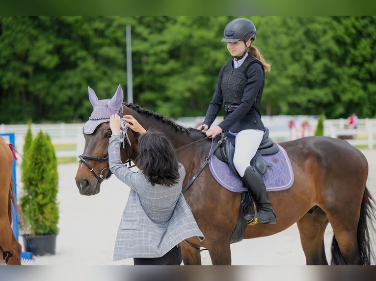 Polish sport horse Gelding 11 years 16.1 hh Bay-Dark in Sandomierz