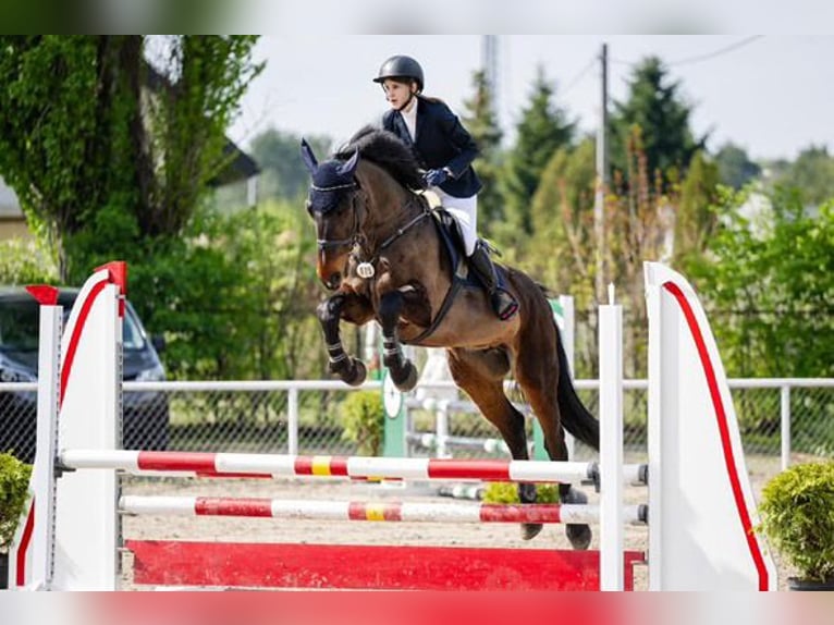 Polish sport horse Gelding 11 years 16.1 hh Bay-Dark in Sandomierz