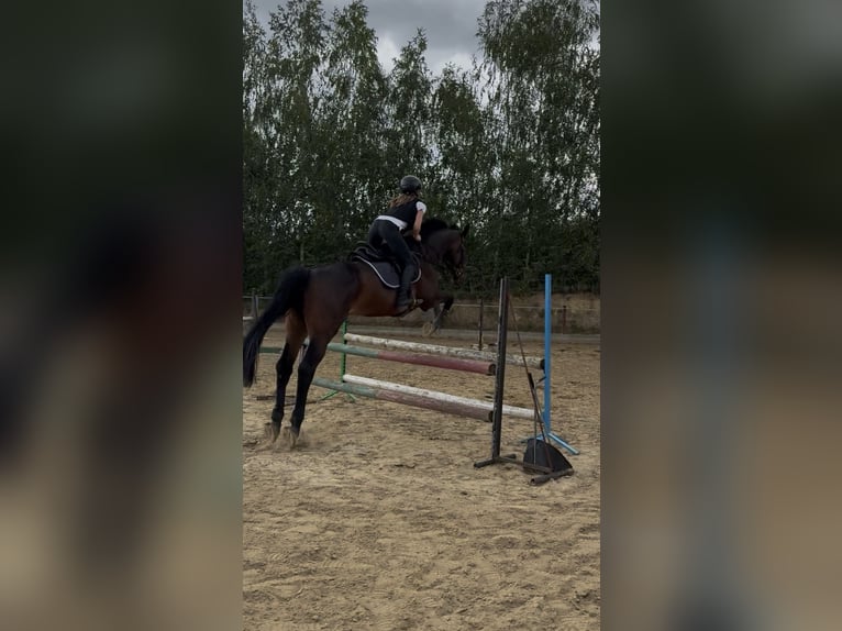 Polish sport horse Gelding 11 years 16.1 hh Bay-Dark in Sandomierz