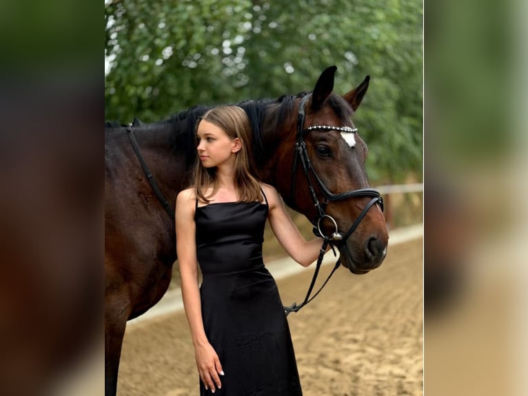 Polish sport horse Gelding 11 years 16.1 hh Bay-Dark in Sandomierz