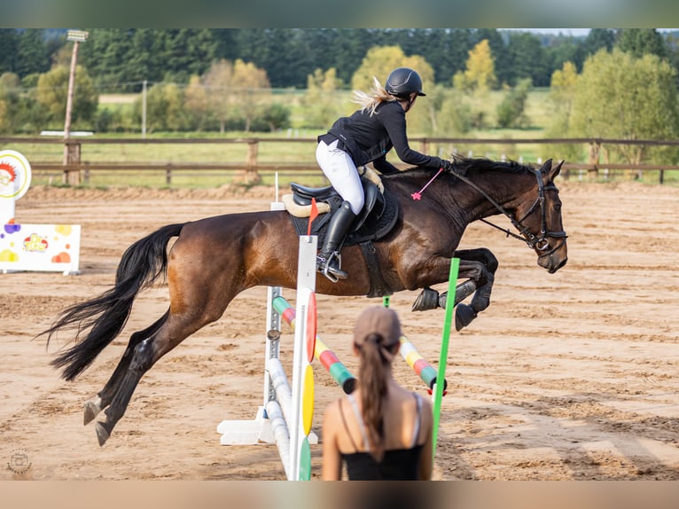 Polish sport horse Gelding 11 years 16.2 hh Bay-Dark in Kopcd