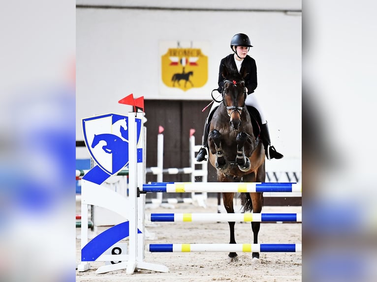 Polish sport horse Gelding 11 years 16.2 hh Bay-Dark in Kopcd