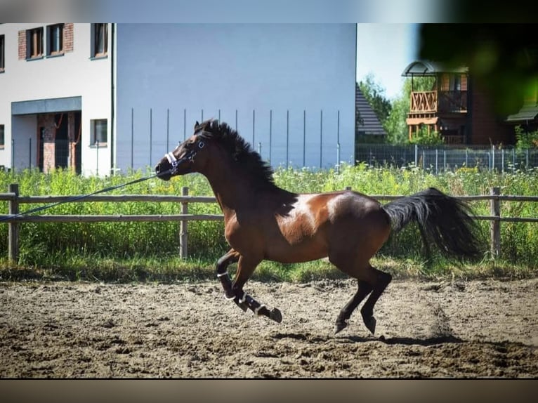Polish sport horse Gelding 11 years 16 hh Brown in Truskaw