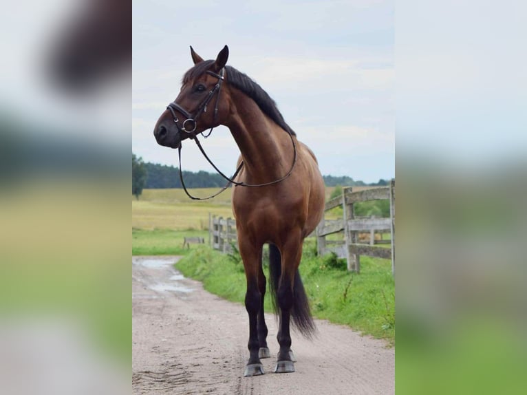 Polish sport horse Gelding 11 years 16 hh Brown in Truskaw