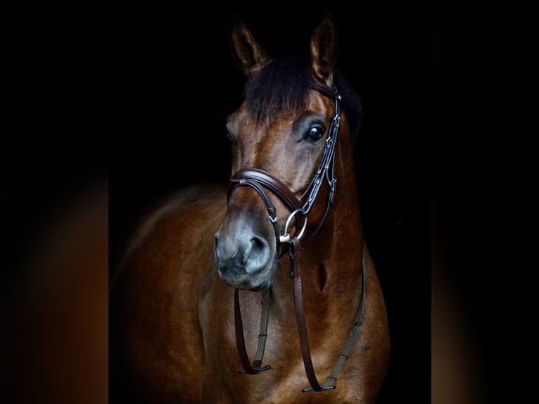 Polish sport horse Gelding 11 years 16 hh Brown in Truskaw