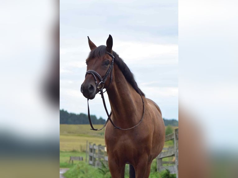 Polish sport horse Gelding 11 years 16 hh Brown in Truskaw