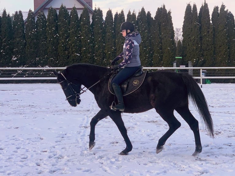 Polish sport horse Gelding 11 years 16,1 hh Smoky-Black in Chelmno